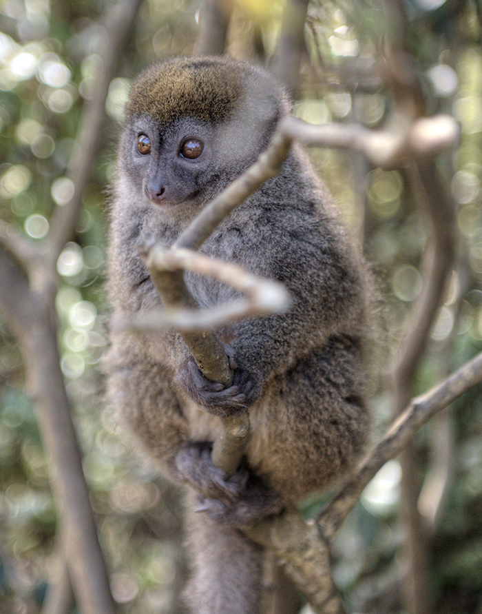 Golden Diademed sifaka